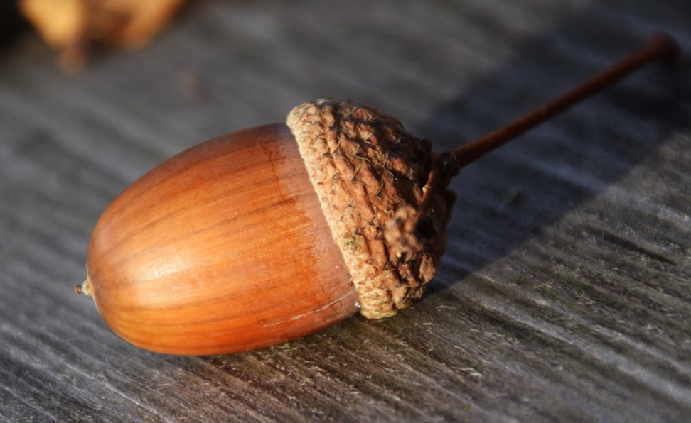 Acorn